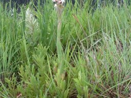 Satyrium longicauda var. longicauda big, flat leaves